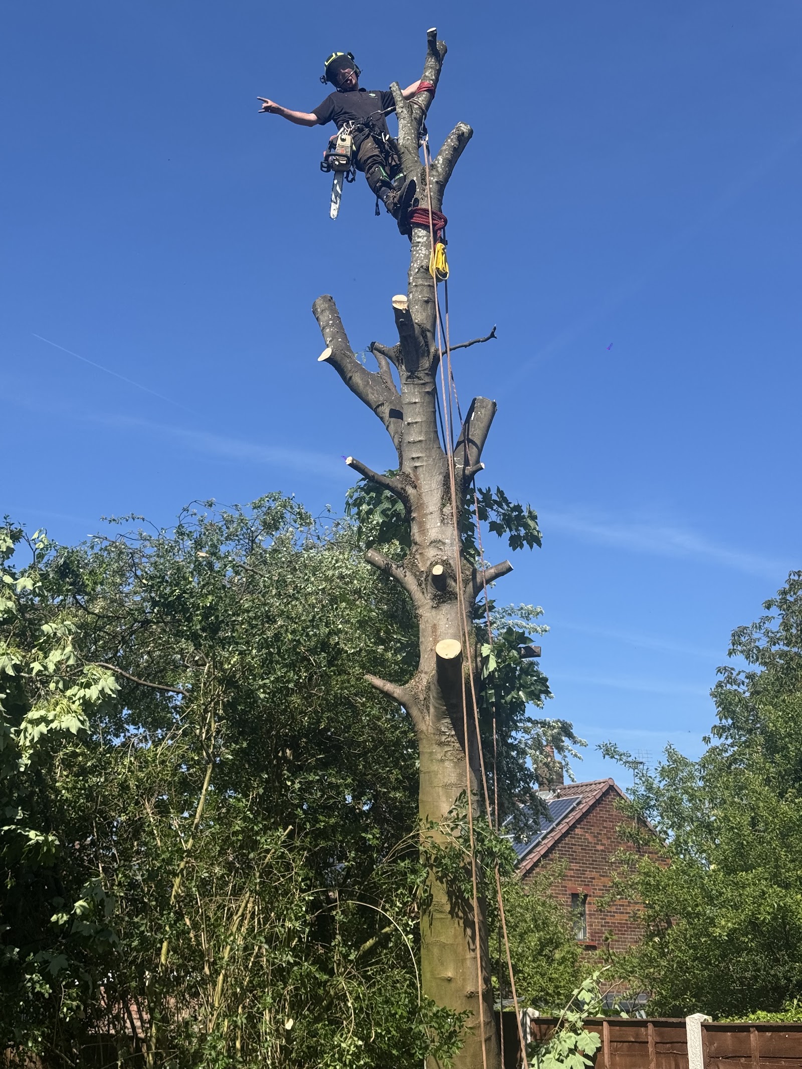 Dylan's Tree Services arborist roped high up a tall tree in Oldham, dismantling it against a blue sky